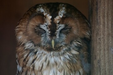The Tawny Owl (Strix aluco), also called the Brown Owl.