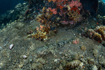 A well-camouflaged lizardfish, Synodus sp., lies in wait to ambush small prey on the seafloor of Lembeh Strait, Indonesia.