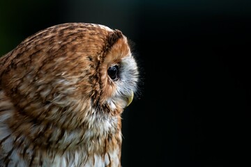 The Tawny Owl (Strix aluco), also called the Brown Owl.