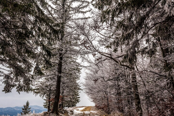 Landscapes - Forest - Europe, Romania, Suceava region 