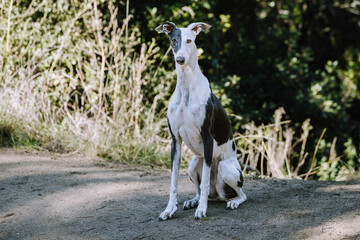 A greyhound sits quietly on a dirt path, surrounded by lush green foliage. The dog appears poised...