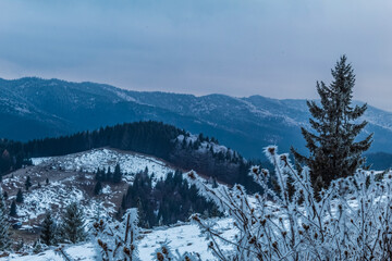 Landscapes - Forest - Europe, Romania, Suceava region 