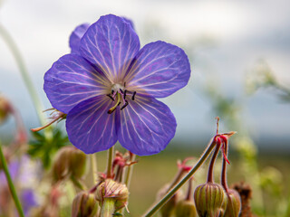 Wiesen Storchschnabel. Lateinisch: Geranium pratense L. Aus der Familie der Geraniaceae