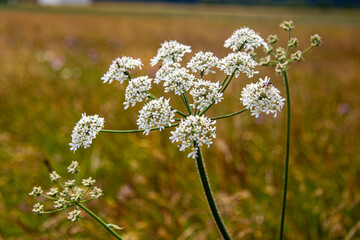 Wiesen-Bärenklau. Lateinisch: Heracleum sphondylium L. Aus der Familie der Apiaceae