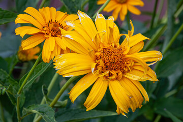 Sonnenauge, Blume, Blüte, . Lateinisch Heliopsis helianthoides (L.) Sweet aus der Familie der Asteraceae