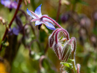 Einjähriger Borretsch von der Rückseite. Blume, Blüte, Lateinisch Borago officinalis L. aus der Familie der Boraginaceae