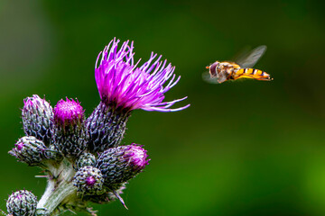Sumpf-Kratzdistel mit Schwebefliege im Anflug. Blüte, Blume, Distel, Fliege. Lateinisch Cirsium...