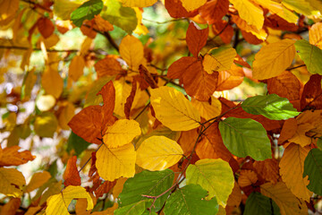 Blätter der Rotbuche in den Farben rot, gelb, braun und grün. Lateinisch Fagus sylvatica L.  aus der Familie der Fagaceae