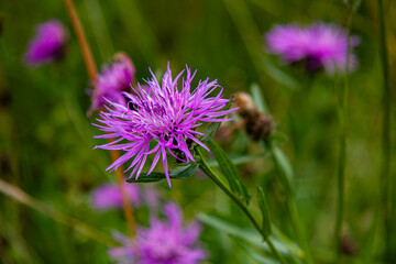 Blume, Blüte der Ennetbirgische Flockenblume. Lateinisch Centaurea nigrescens Willd. aus der Familie der Asteraceae