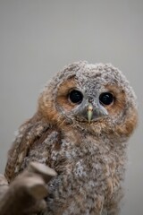 The Tawny Owl (Strix aluco), also called the Brown Owl.