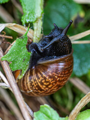 Schwarze Schnecke mit Schneckenhaus.