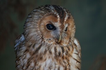 The Tawny Owl (Strix aluco), also called the Brown Owl.