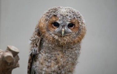 The Tawny Owl (Strix aluco), also called the Brown Owl.