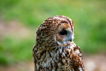 The Tawny Owl (Strix aluco), also called the Brown Owl.