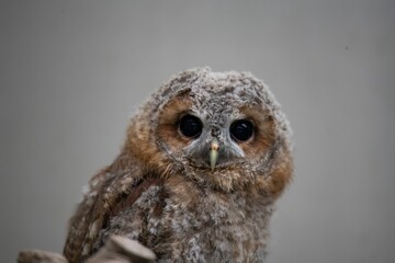 The Tawny Owl (Strix aluco), also called the Brown Owl.
