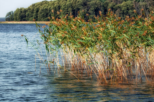Reeds sway in the wind on a beautiful, relaxing summer day by the lake in Poland. 

Idyllic beach at the swimming lake.