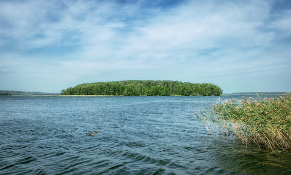 Reeds sway in the wind on a beautiful, relaxing summer day by the lake in Poland. 

Idyllic beach at the swimming lake.