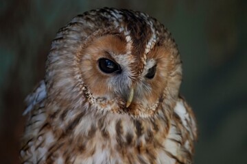 The Tawny Owl (Strix aluco), also called the Brown Owl.