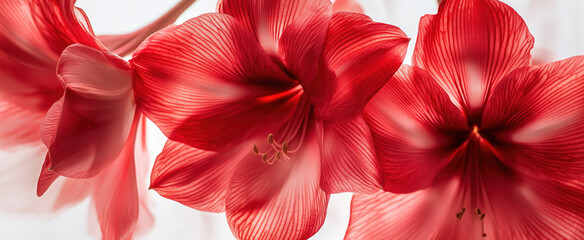 Fototapeta premium Close up image of red amarillys flowers in the white background