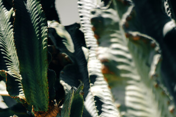 A cactus plant closeup on a light background.