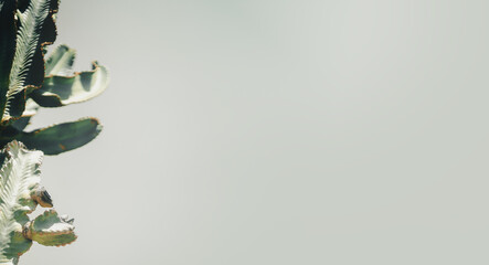 A cactus plant closeup on a light background.