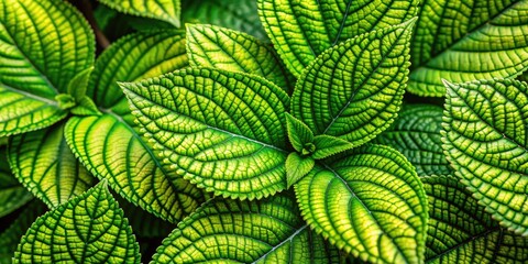 Nature's vibrant green:  leaf textures, foliage backgrounds, rule of thirds composition in plant photography.
