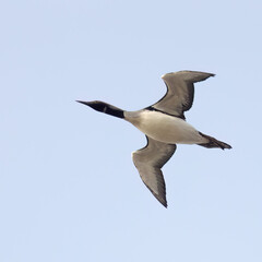 Black-throated Diver 