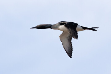 Black-throated Diver 