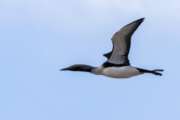 Black-throated Diver 