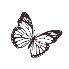 butterfly illustration