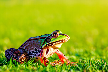 Obraz premium Frog sitting on top of green grassy field. Frog in green field. A frog glares at the sun in a green field. A frog glares at the sun in a lifestyle green field.