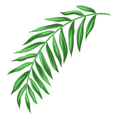 Fototapeta premium Stylized coconut palm leaf. Decorative image of tropical foliage and plant.