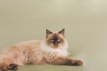 Neva Masquerade cat on a green background.