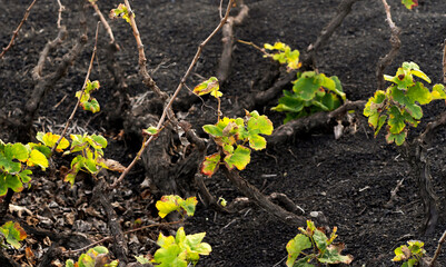 Vineyards in the black lava ground with a growing grapes of La Geria, Lanzarote Island.