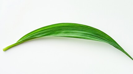 Fototapeta premium single blade of grass with vibrant green color and delicate texture stands upright against a clean white background, highlighting its simplicity and detail.