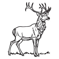 Creative black and white animal vector 