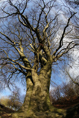 Beech trees in winter alongside cobbled path leading to Saint Machar Cathedral and Seaton park - Tillydrone road - Aberdeen city - Scotland - UK