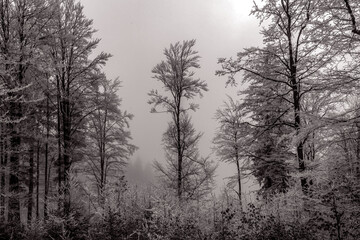 Landscapes - Forest - Europe, Romania, Suceava region 