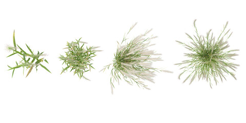 set of Hordeum grass on transparent background from the top view