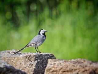 White wagtail (Motacilla alba) White bird, bird watching