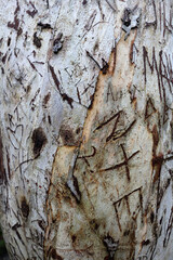 Muckross Lake and garden - Killarney - County Kerry - Ireland