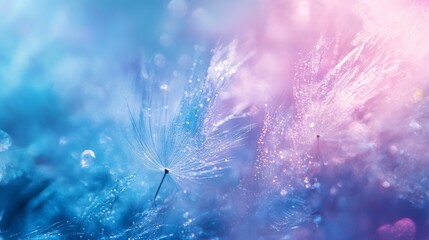 Beautiful dew drops on a dandelion seed macro. Beautiful soft light blue and violet background. Water drops on a parachutes dandelion on a beautiful blue. Soft dreamy tender artistic image form.