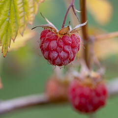 Raspberries