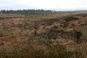 Moorland around disued peat bog production site - Bearna - County Kerry - Ireland