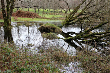 Muckross Lake and garden - Killarney - County Kerry - Ireland