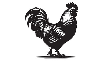 Rooster isolated on white background vector illustration