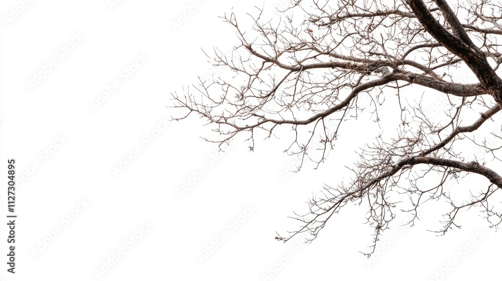 Poster Bare tree branches against a white background ideal for text overlay and design projects showcasing nature and minimalism