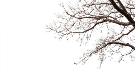 Bare tree branches against a white background ideal for text overlay and design projects showcasing nature and minimalism