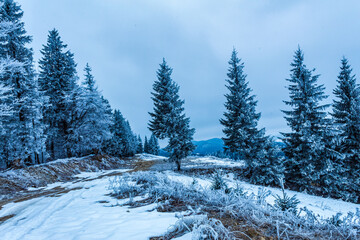 Landscapes - Forest - Europe, Romania, Suceava region 
