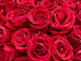 fresh dark red roses close up texture background